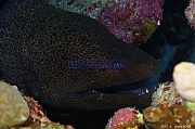 Gymnothorax javanicus Murene de java Safaga Tobia kebir-16m-20171120-Denis-ADER-DSC_3155_tn